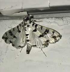 Conchylodes diphteralis