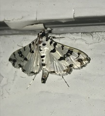 Conchylodes diphteralis