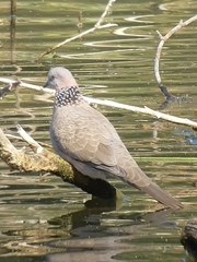 Streptopelia chinensis