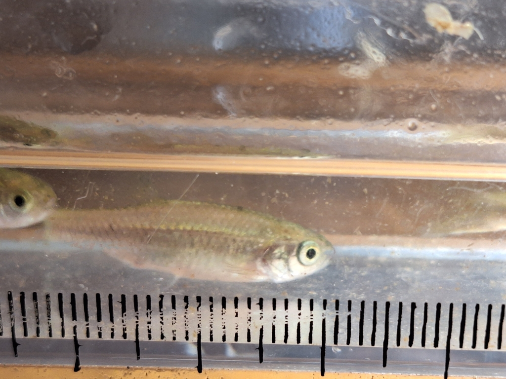 Kikuchi's minnow (Aphyocypris kikuchii) — Cyprinidae