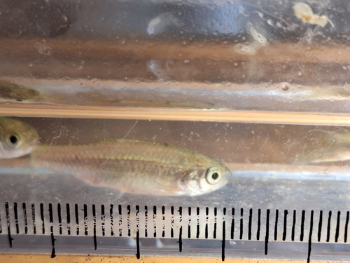 Kikuchi's minnow (Aphyocypris kikuchii) — Cyprinidae