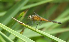 Brachydiplax chalybea