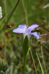 Gentianopsis simplex
