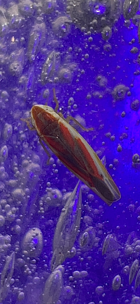 Erythridula stolata