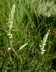 Spiranthes × stellata