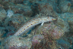 Parapercis clathrata