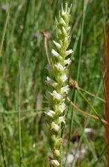 Spiranthes × stellata