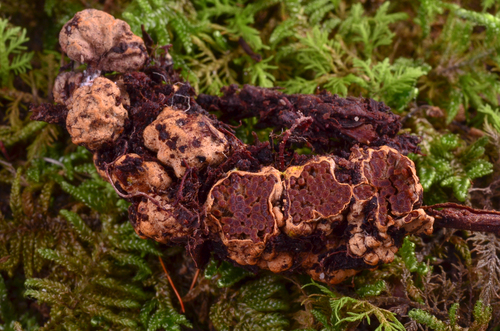 Suillus spraguei