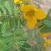 Senna barronfieldii - Photo (c) voalex, some rights reserved (CC BY-NC), uploaded by voalex
