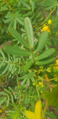 Senna barronfieldii