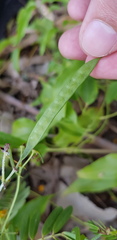 Senna barronfieldii