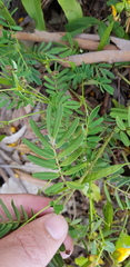 Senna barronfieldii
