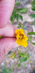 Senna barronfieldii