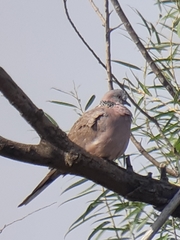 Streptopelia chinensis