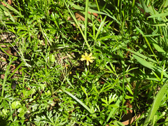 Ranunculus glabrifolius