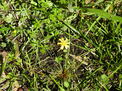 Ranunculus glabrifolius