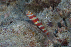 Amblyeleotris wheeleri