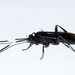 Cratichneumon unifasciatorius - Photo (c) Owen Strickland, some rights reserved (CC BY), uploaded by Owen Strickland