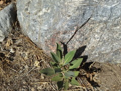 Eriodictyon crassifolium