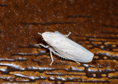 Prairiana
