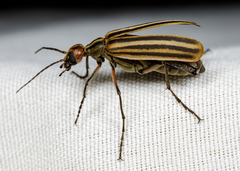 Epicauta occidentalis