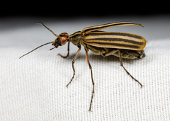 Epicauta occidentalis