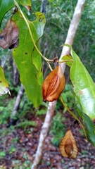 Trichopus sempervirens image