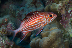Sargocentron diadema