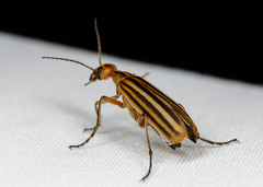 Epicauta occidentalis