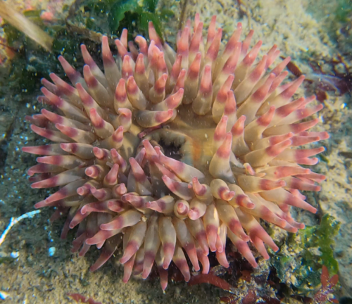 Painted Anemone, photo 7 of 7