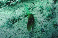 Chelidonura amoena image