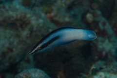 Labroides bicolor