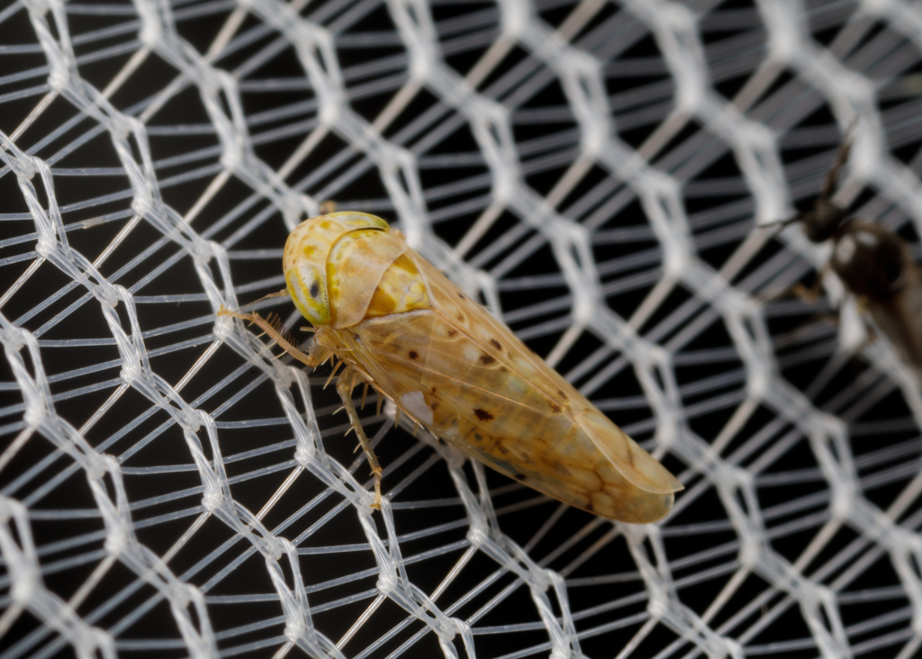 Atanus texanus