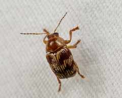 Cryptocephalus implacidus