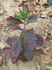 Artemisia stolonifera
