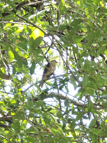 Turdus grayi tamaulipensis