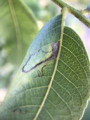 Stigmella longisacca