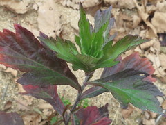 Artemisia stolonifera