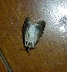 Timorodes blepharias