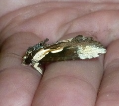 Timorodes blepharias