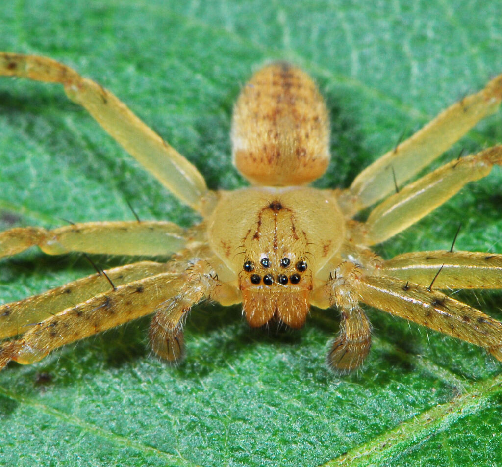 Olios freyi