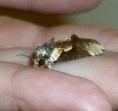 Timorodes blepharias