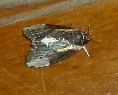 Timorodes blepharias