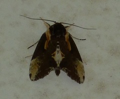 Timorodes blepharias