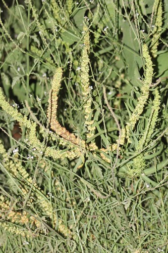Aegean dock (Rumex dentatus)