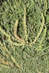 Rumex dentatus, photograph (c) yelena_antipova, some rights reserved (CC BY)