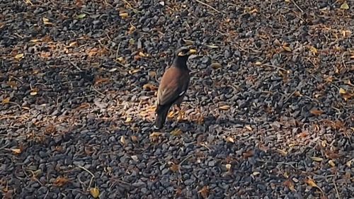 Acridotheres tristis observed 2025-08-03
