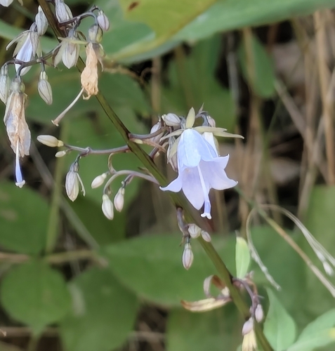 Adenophora pereskiifolia, photograph 4