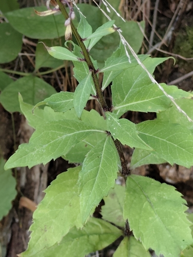 Adenophora pereskiifolia, photograph 6
