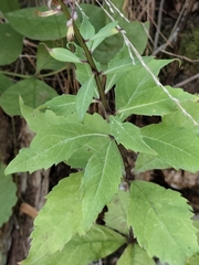 Adenophora pereskiifolia, photograph (c) Dmitrii Mostovoi, some rights reserved (CC BY)